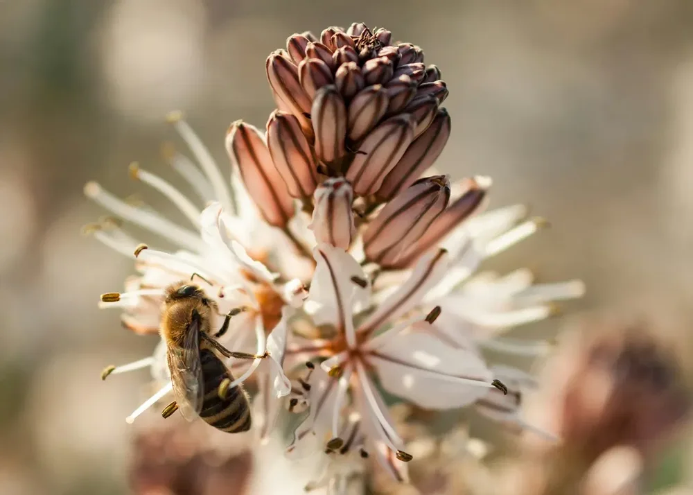 A honeybee gathering pollen from a wild asphodel flower