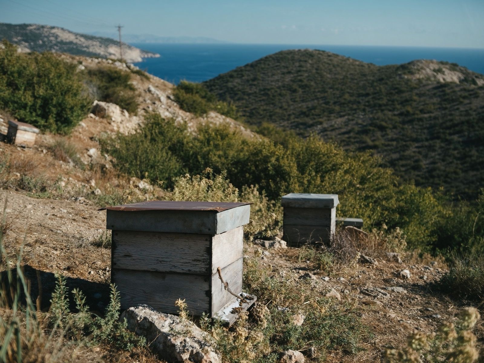 Ikaria & The Bees chamber of The Hive