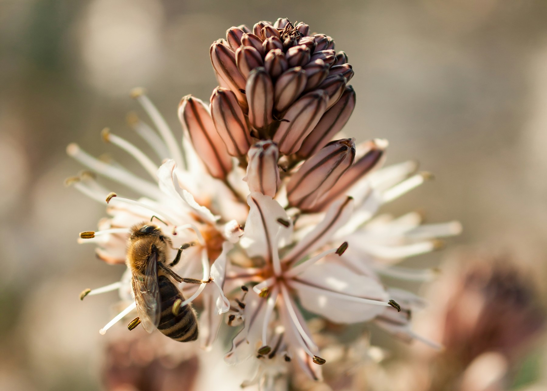 A honeybee gathering nectar from pale pink blossoms in warm sunlight.